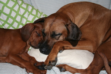 Biscuit_and_Daisy.JPG