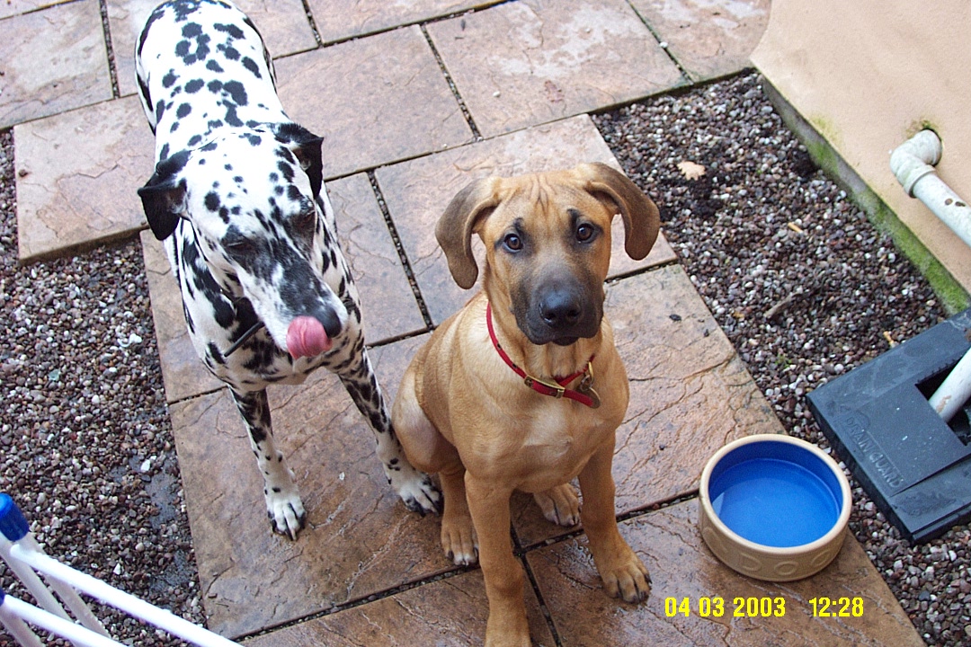 Dogs2.JPG