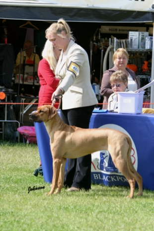 TreadwellandSymondsRhodesian_Ridgeback_CAJ26_602_low_res_for_web_use.jpg