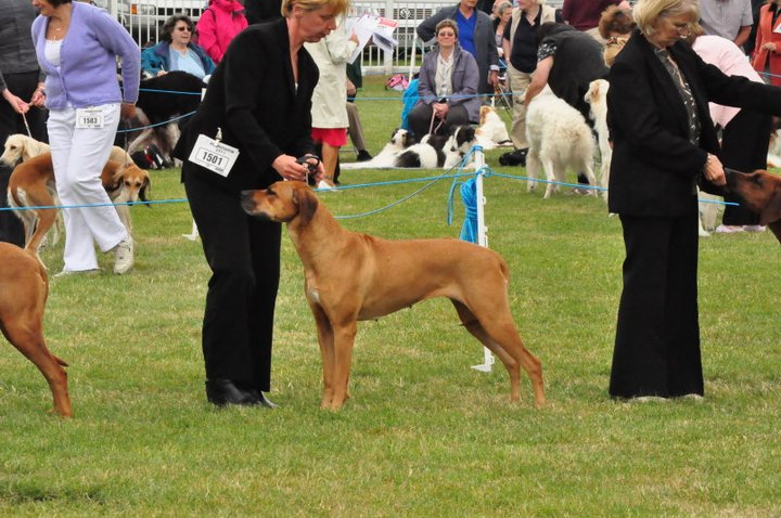 bohound11.jpg
