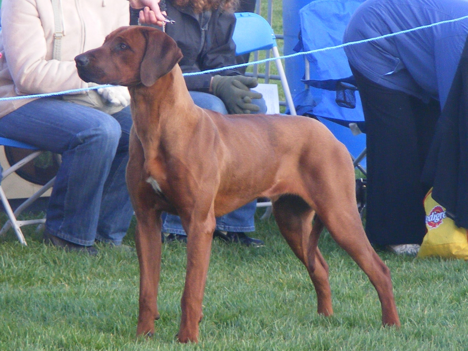 hound_ass_pics_054.JPG