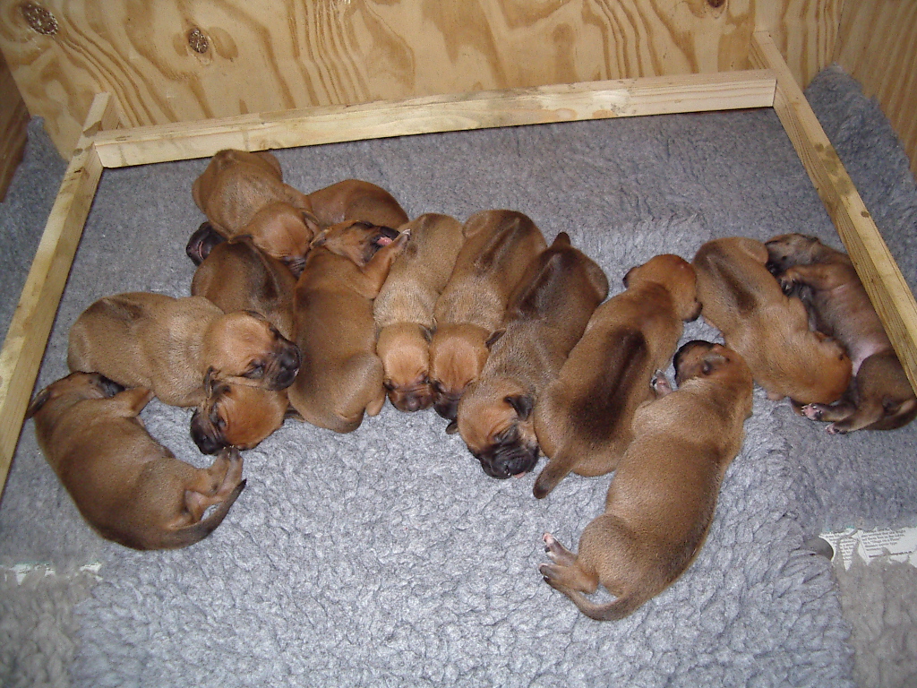 pupsasleep.JPG