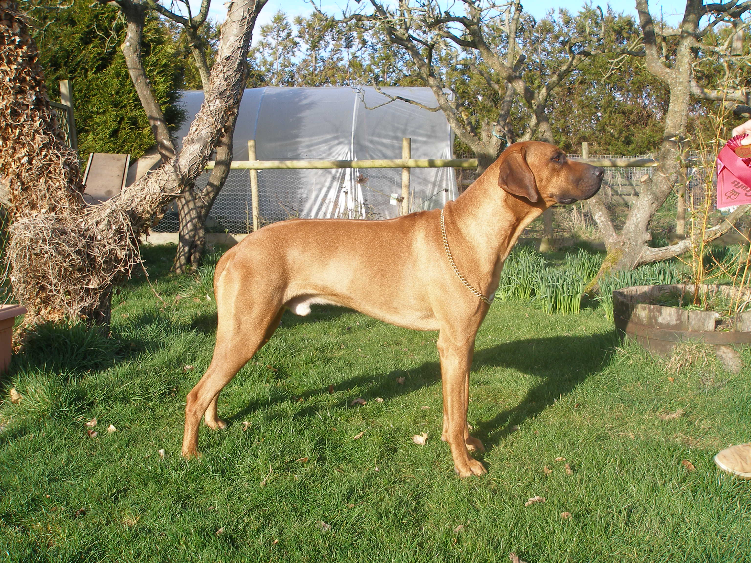 rufus15.JPG