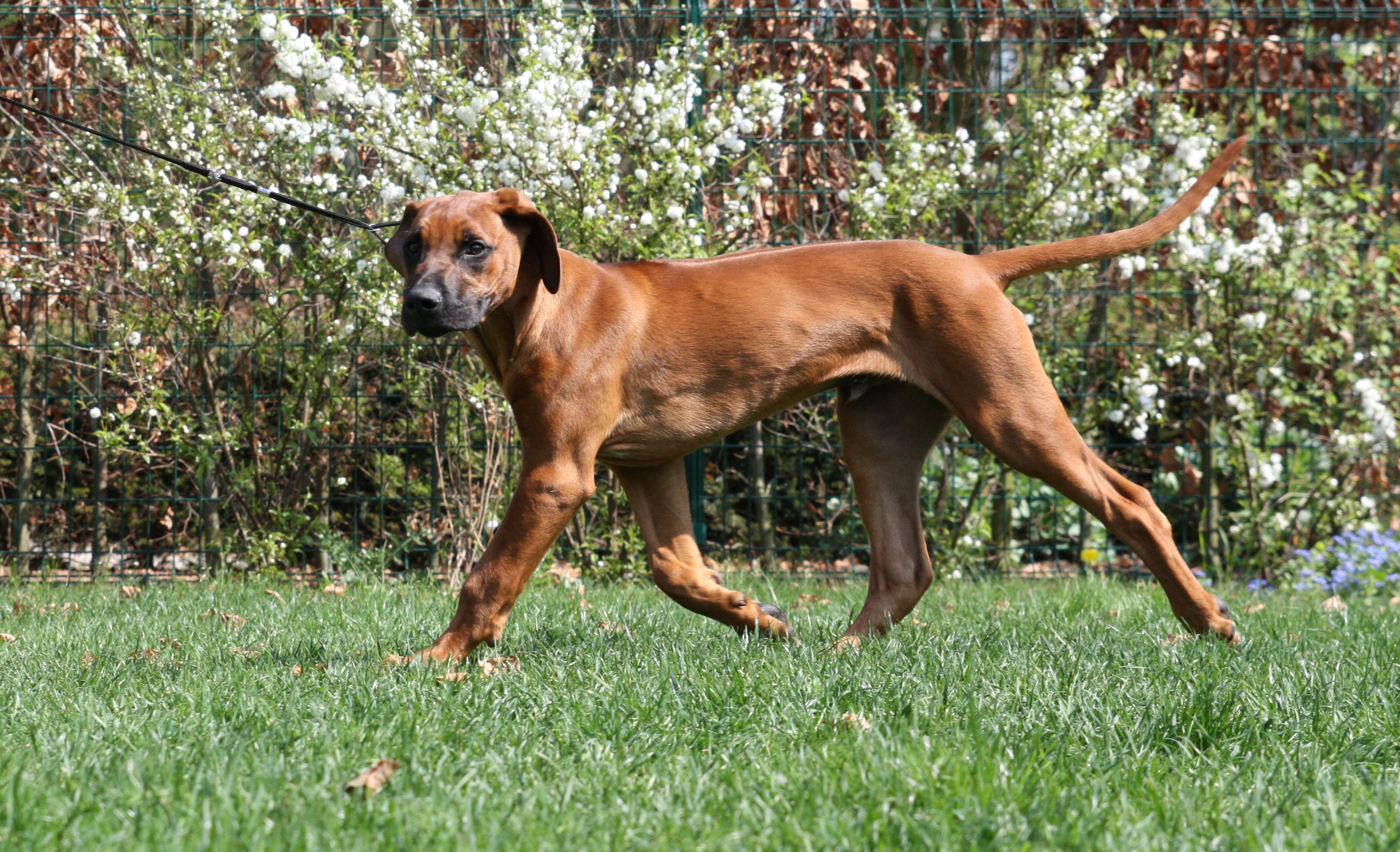 shaggy_in_movement_16-04-09.JPG