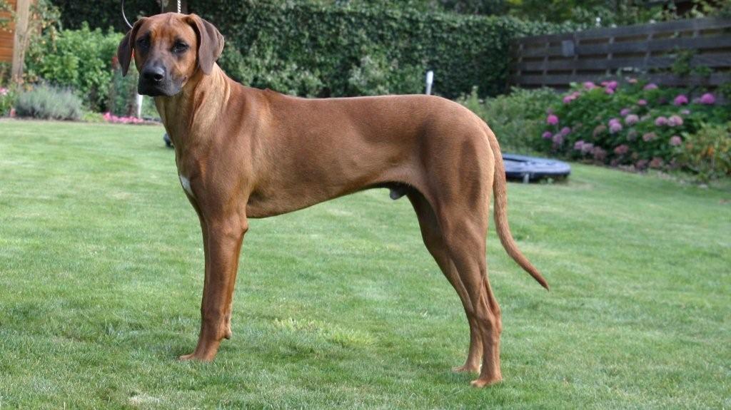 shaggy_stacked_8_months_2.jpg